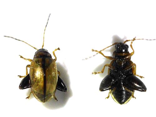 Réf. 341 762 : Longitarsus sp.